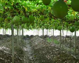 瓜蒌种植技巧